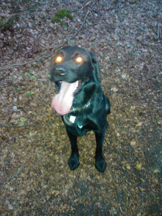 Labrador retriever Freja billede 4