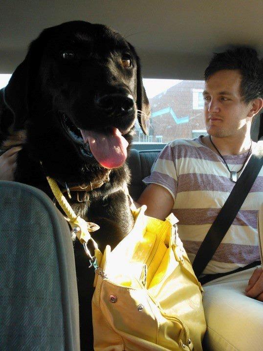 Labrador retriever Freja billede 5