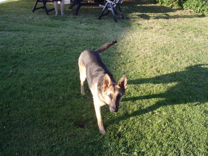 Schæferhund Lady Amiga billede 1