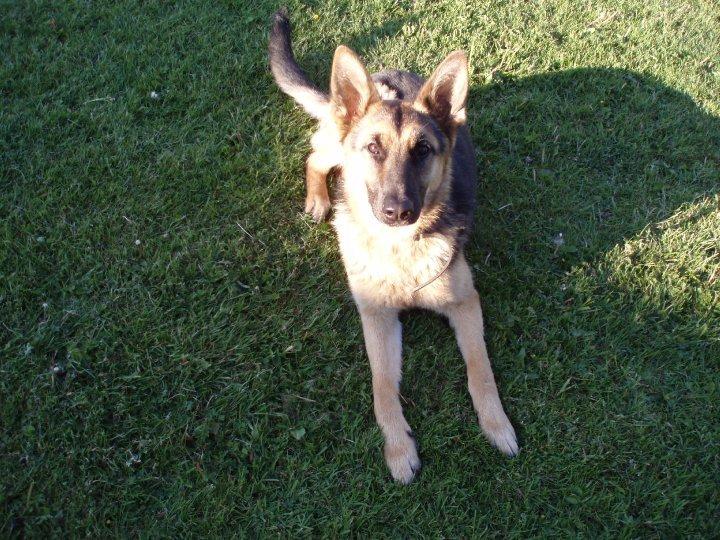 Schæferhund Lady Amiga billede 2