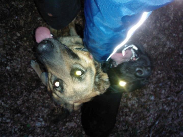 Schæferhund Lady Amiga billede 3