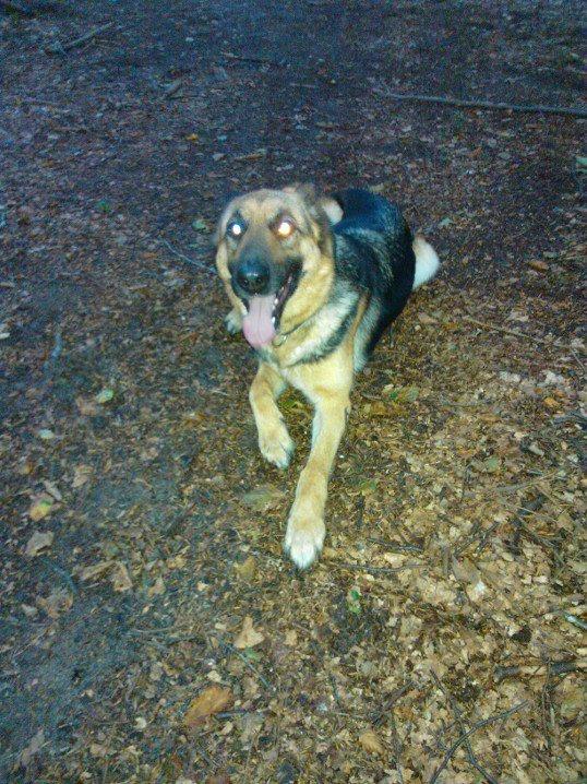 Schæferhund Lady Amiga billede 5