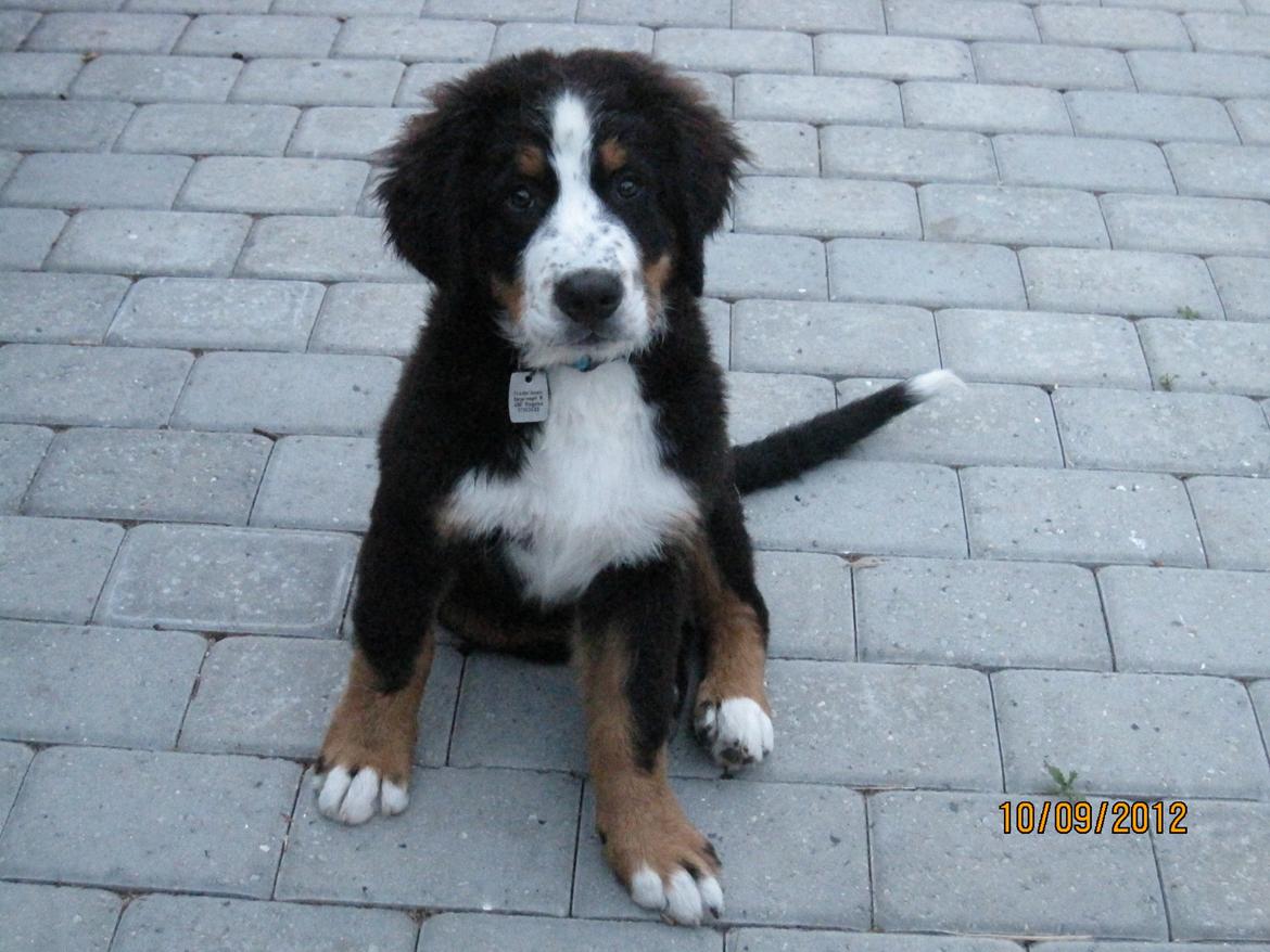 Blanding af racer Titan - Hej. Mit navn er Titan. billede 2