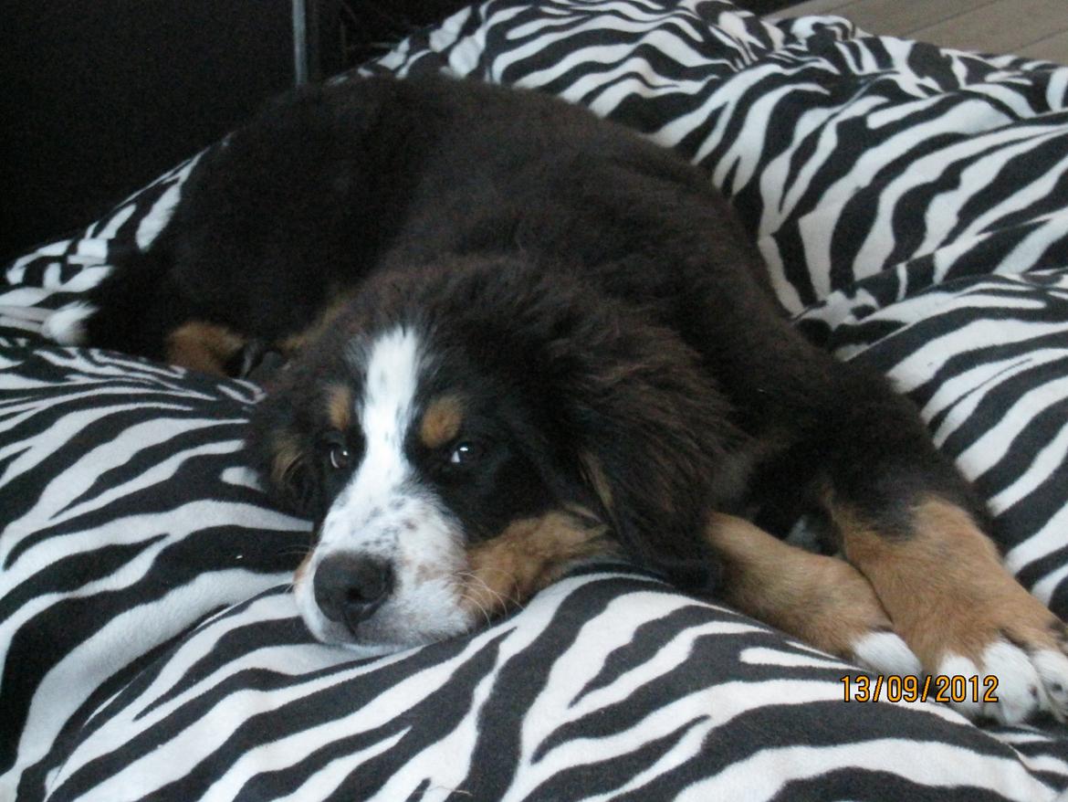 Blanding af racer Titan - Afslapning i sækkestolen. billede 3