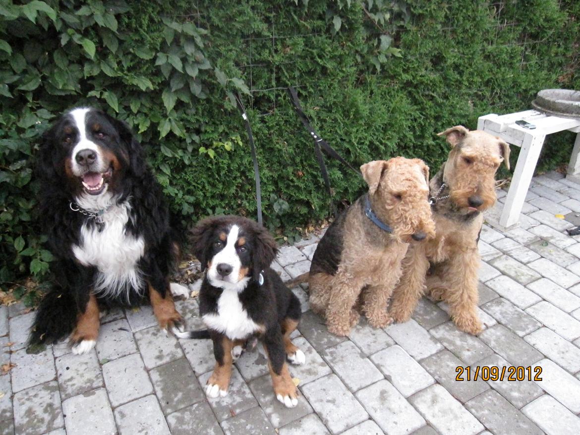 Blanding af racer Titan - Min familie. billede 4