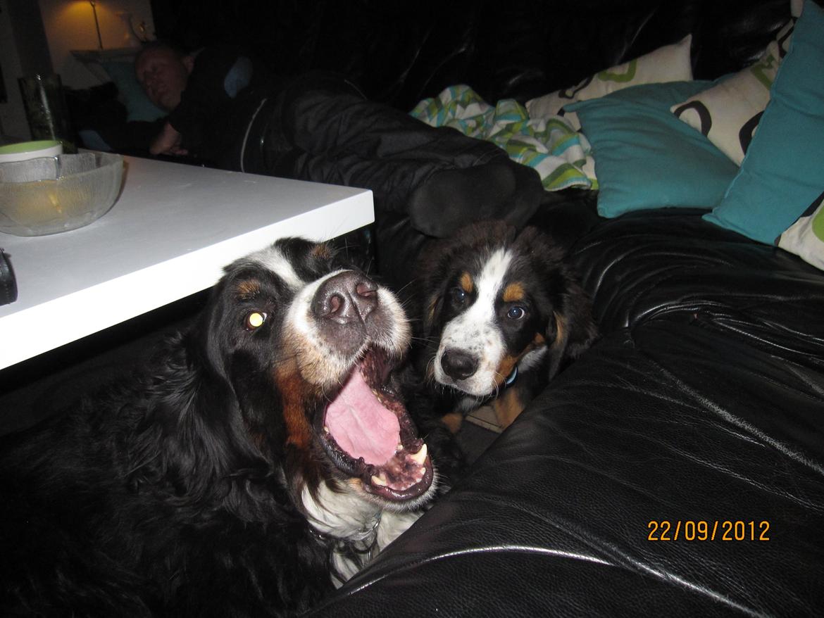 Blanding af racer Titan - Uha.... Hvor er den mund stor. billede 5