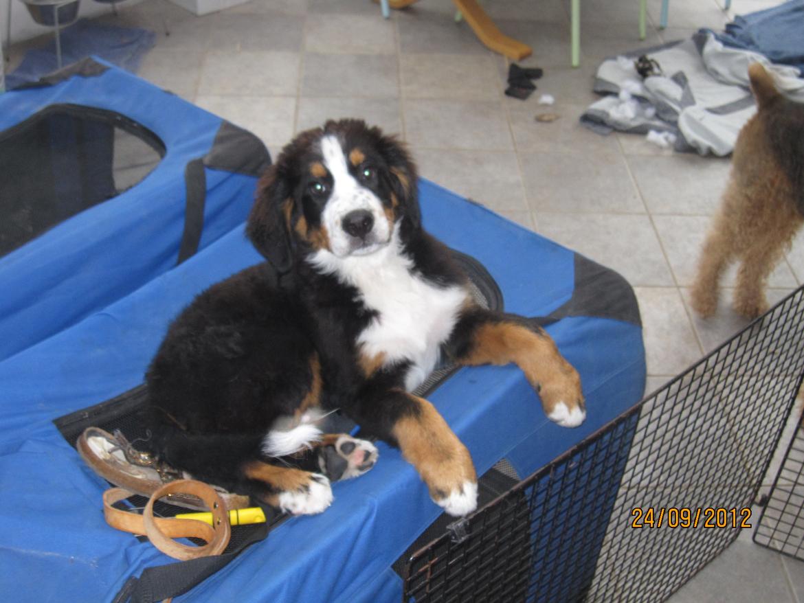 Blanding af racer Titan - Titan hygger. billede 6