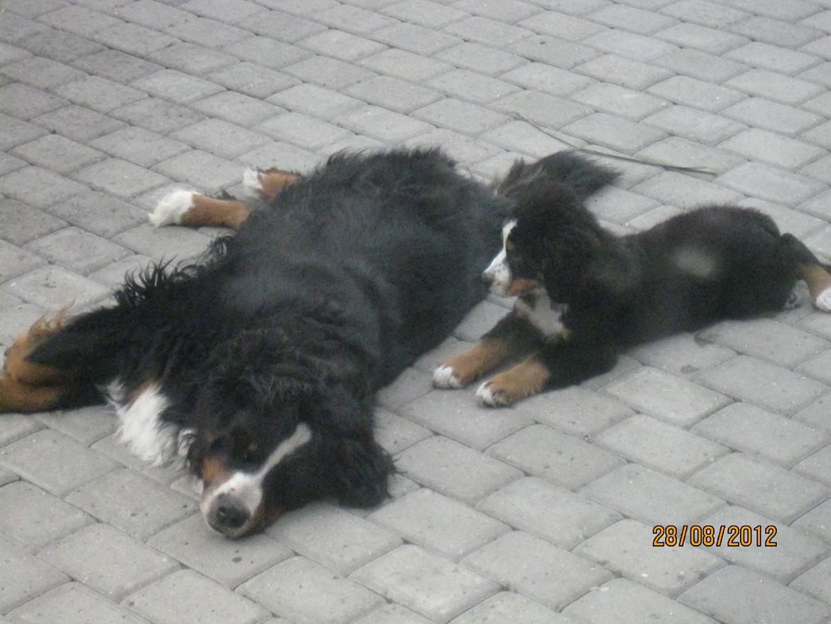 Blanding af racer Titan - Så stor bliver jeg osse engang. billede 7