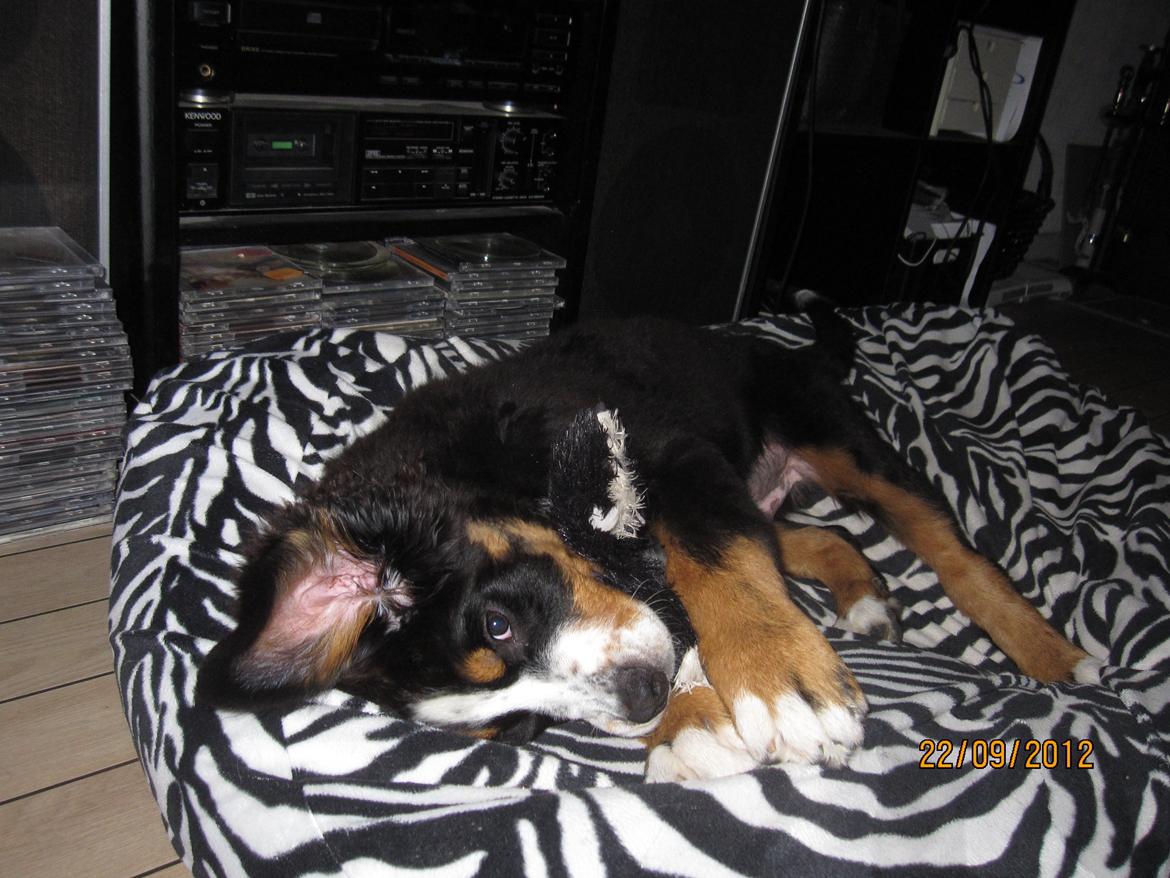 Blanding af racer Titan - Godnat og sov godt. billede 8