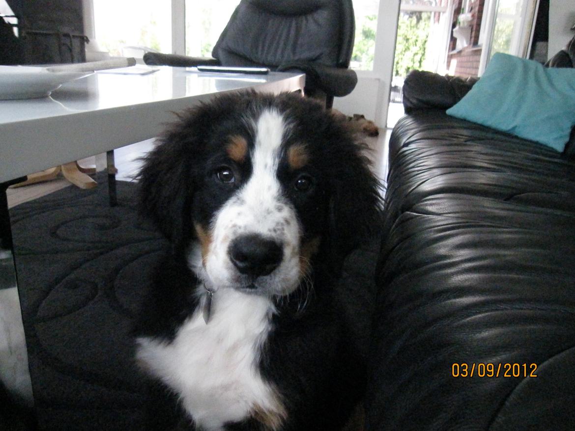 Blanding af racer Titan - Hej mor. billede 9