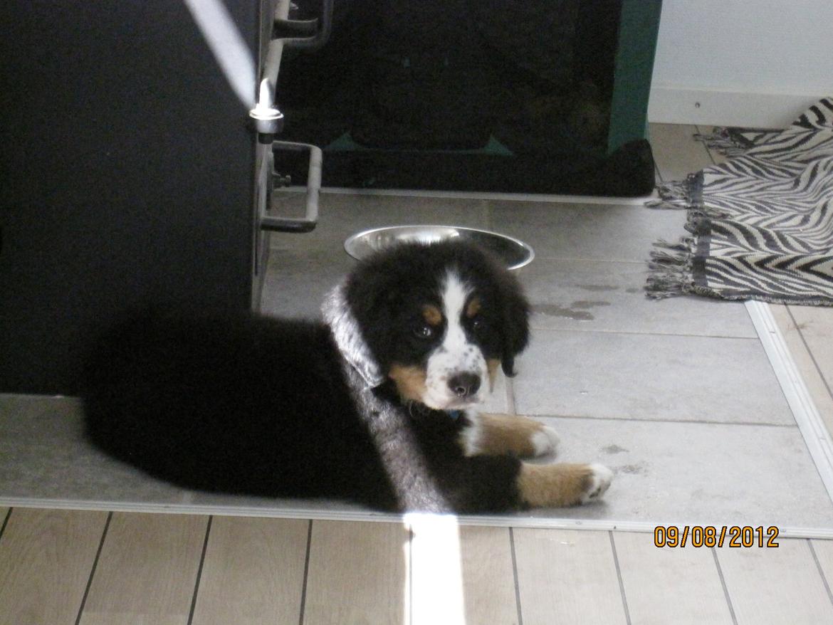 Blanding af racer Titan - Titan nyder en solstribe. billede 10