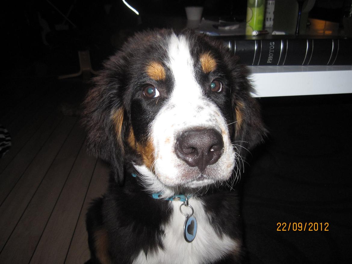 Blanding af racer Titan - Min mor fotograferer hele tiden. billede 11