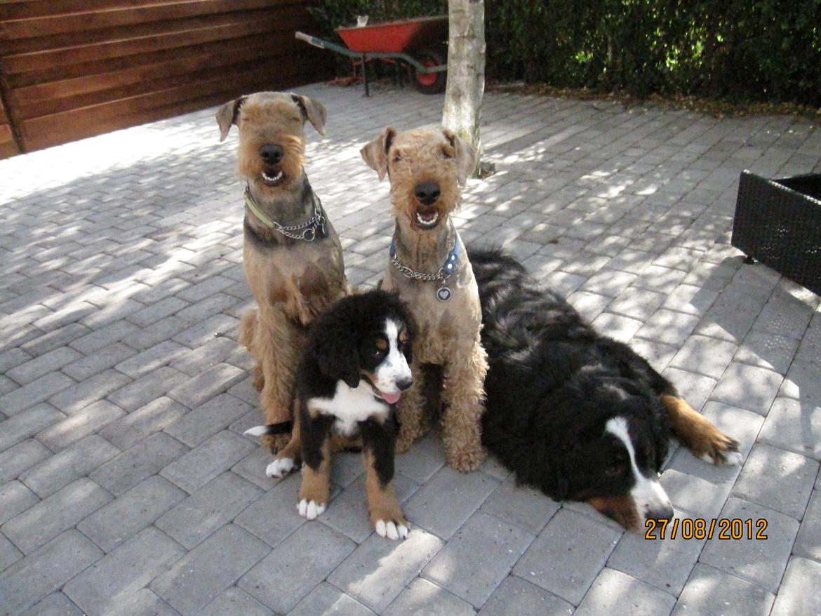 Blanding af racer Titan - Mig og mine brødre. billede 12