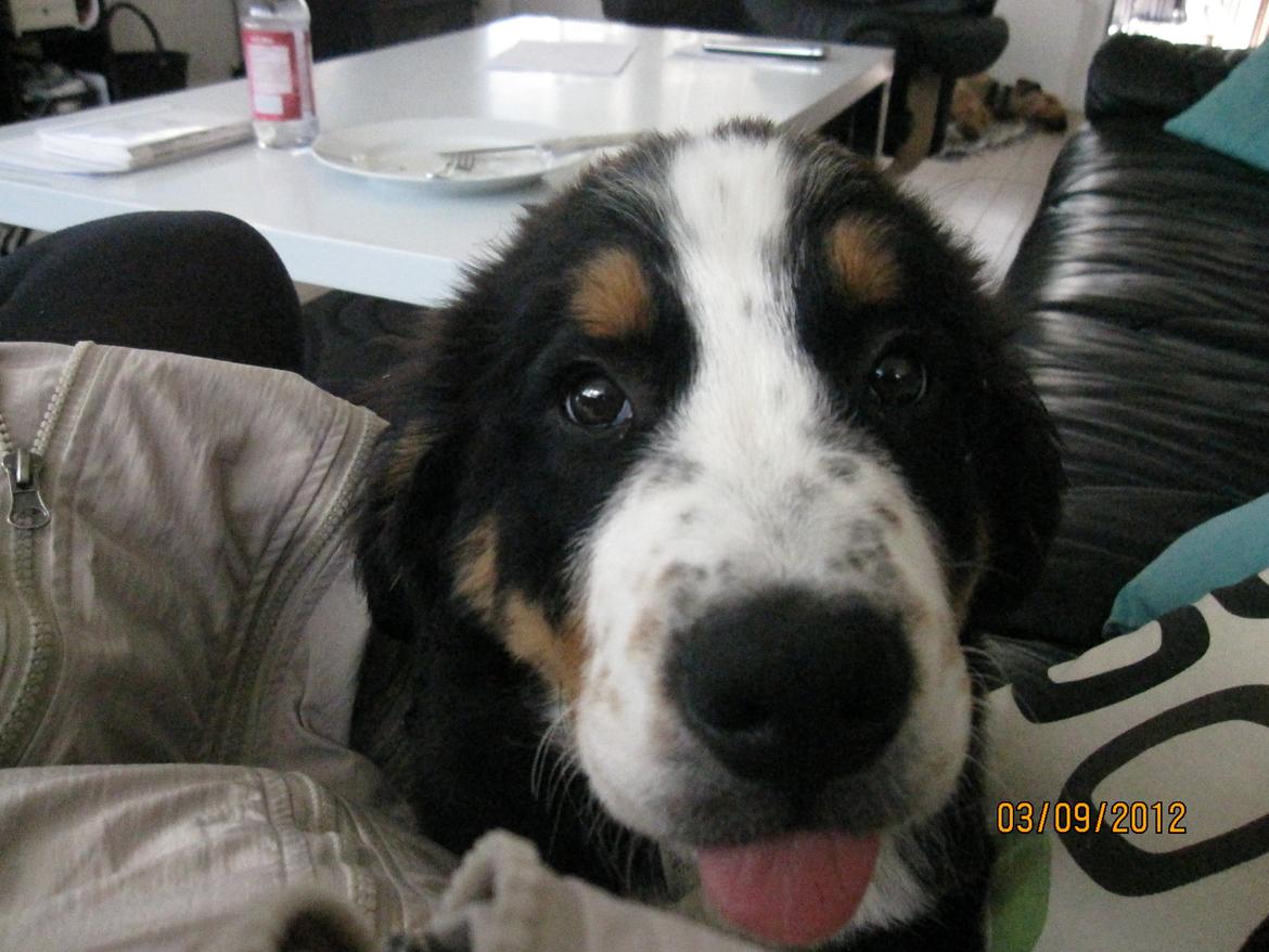 Blanding af racer Titan - Jeg er da en engel. billede 13