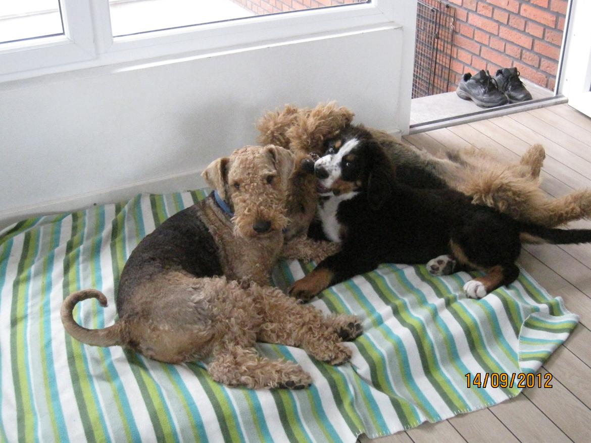 Blanding af racer Titan - Jeg elsker at lege. billede 14