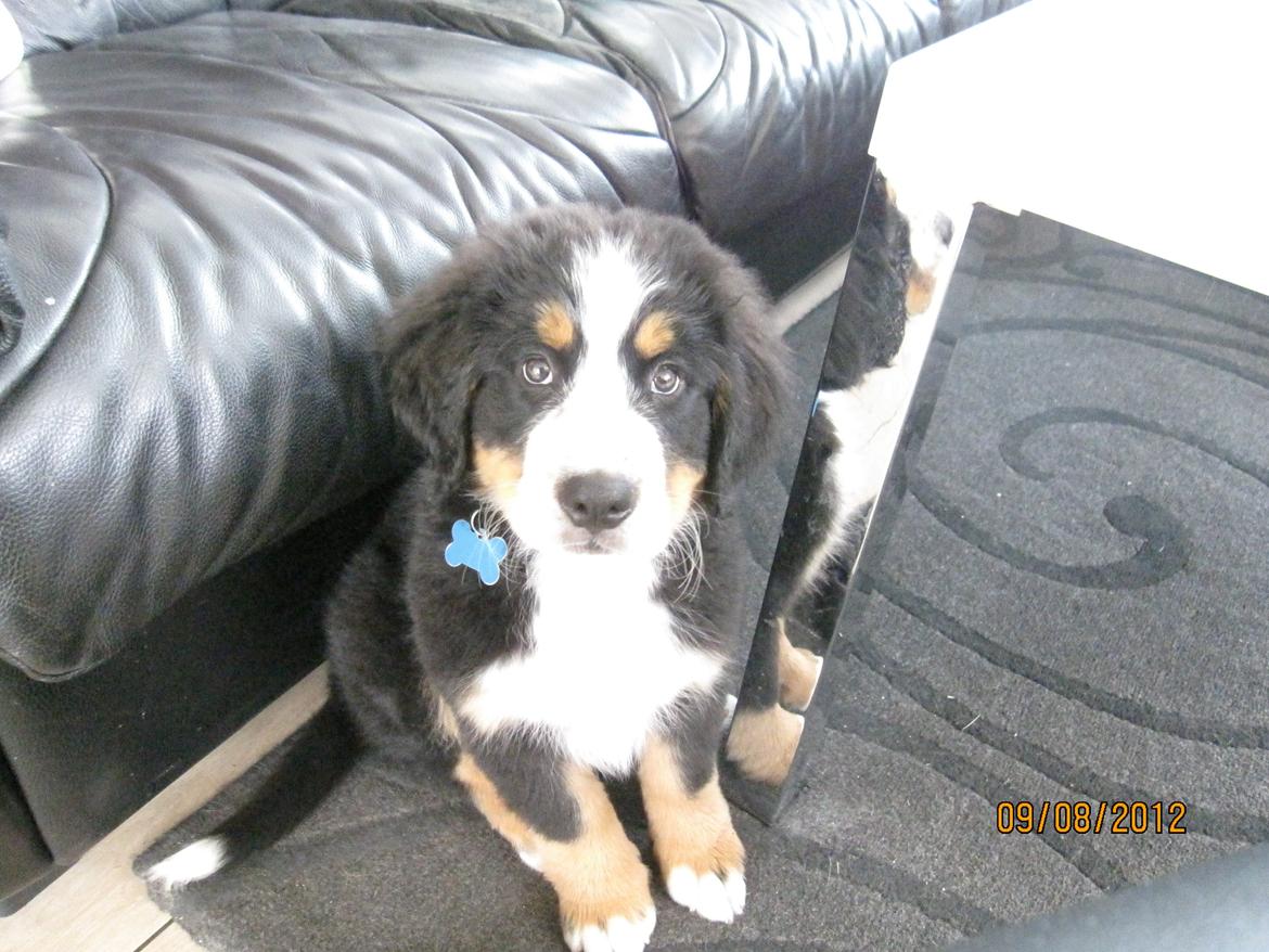 Blanding af racer Titan - Sød og artig,ja det er mig. billede 15