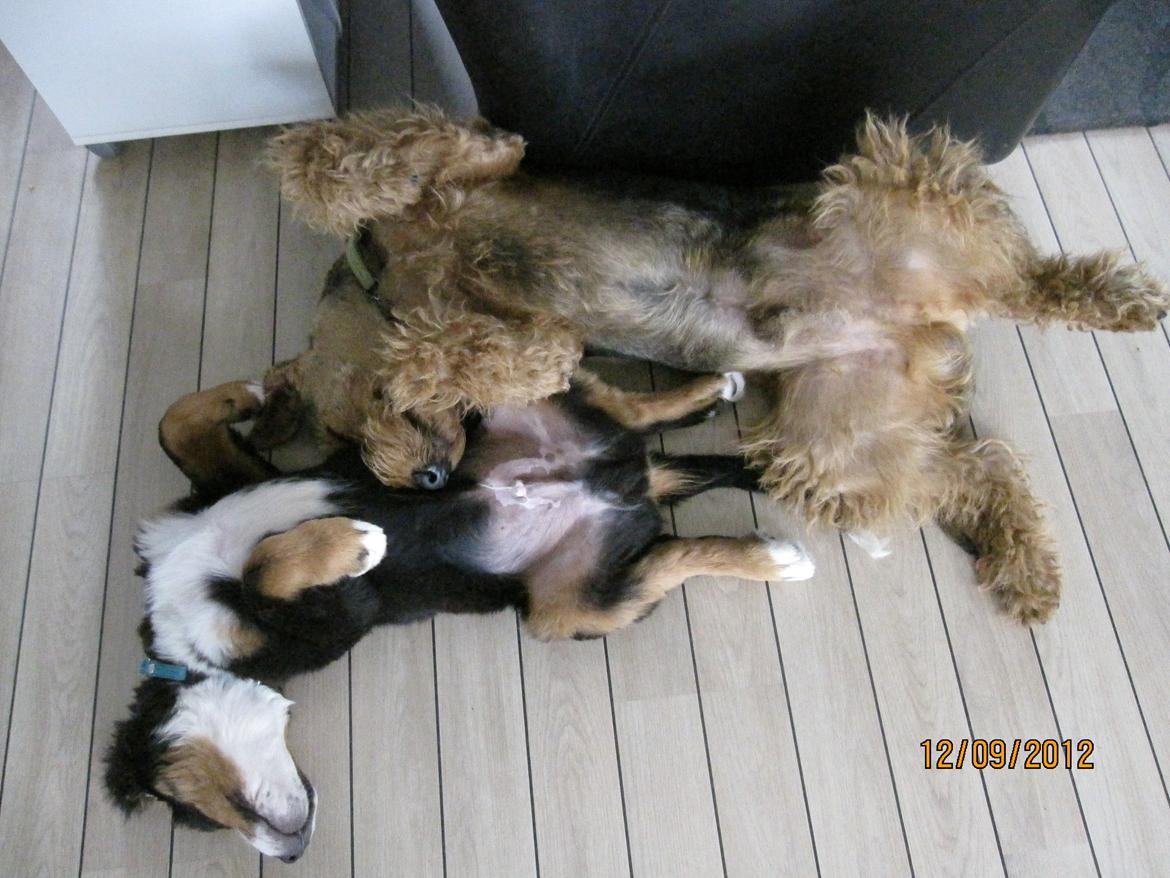 Blanding af racer Titan - Jeg hygger med Ozzi billede 16