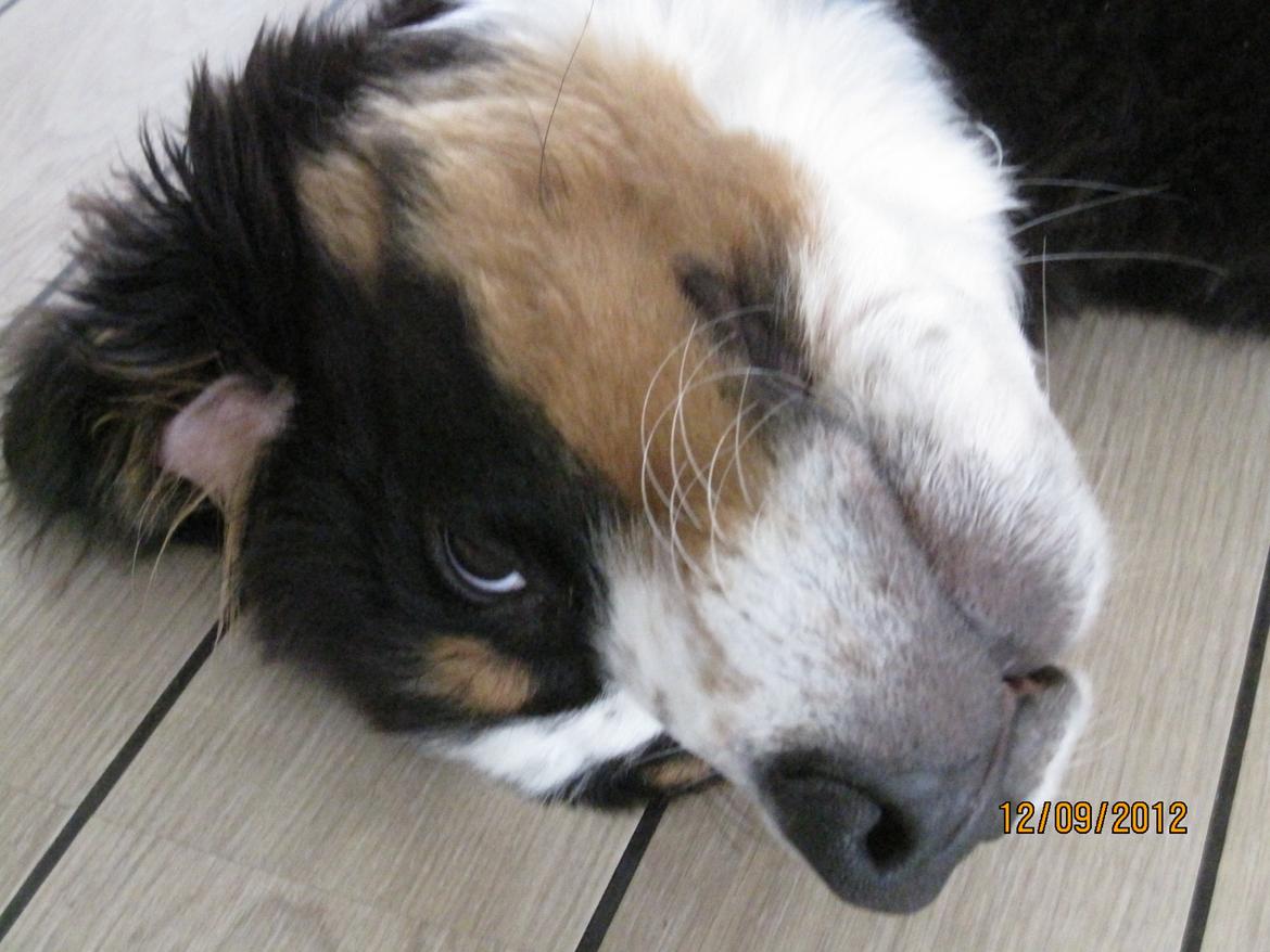 Blanding af racer Titan - Nuttegris. billede 17