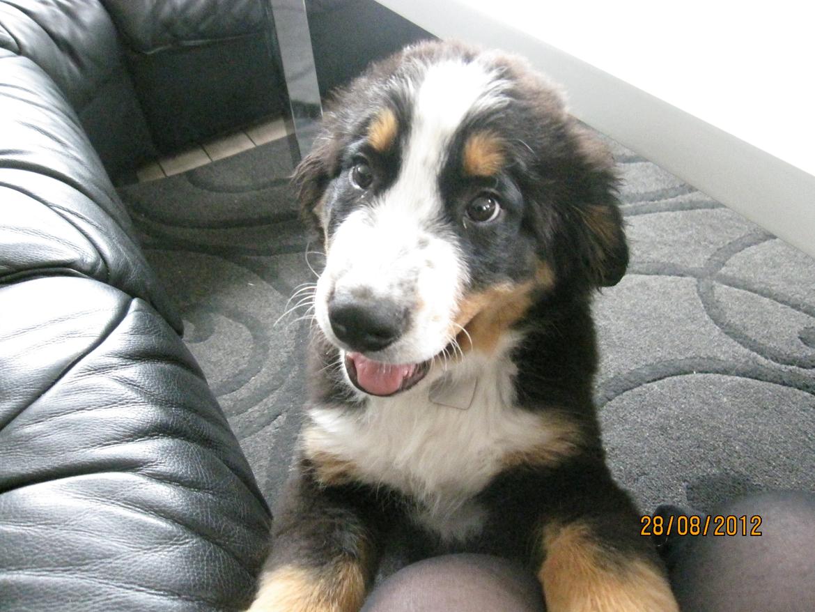 Blanding af racer Titan - Hyggetrold. billede 1