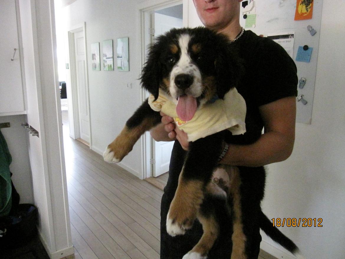 Blanding af racer Titan - Titan og hans anden menneskebror. billede 19