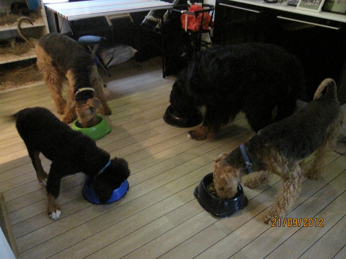 Blanding af racer Titan - Spisetid. billede 20