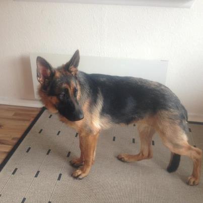 Schæferhund Vennebjergs Ronja billede 11