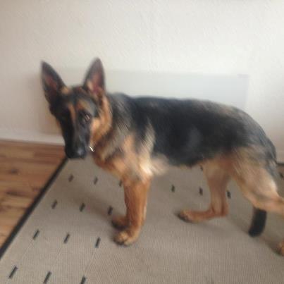 Schæferhund Vennebjergs Ronja billede 12