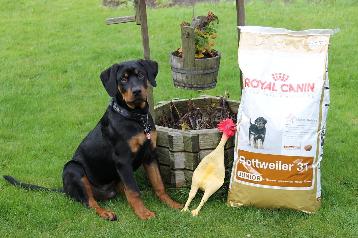 Rottweiler Kato Aflivet grundet AD/HD d. 15/4-13 - Kato har vundet sin første præmie.   billede 4