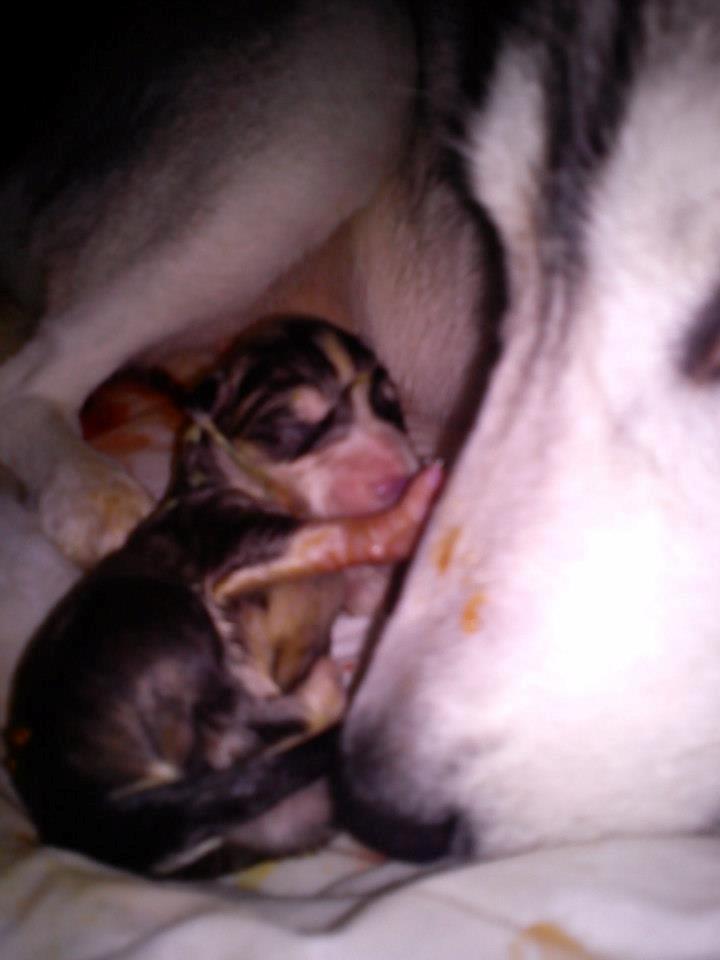 Siberian husky Aslan - Helt ny og en smule ulækker billede 16