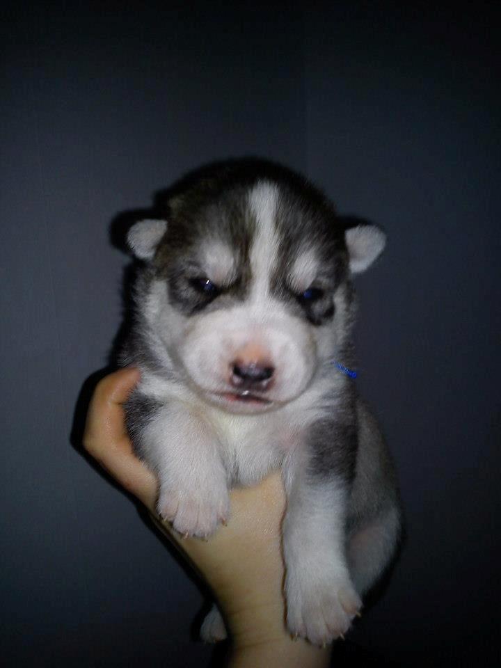 Siberian husky Aslan billede 14