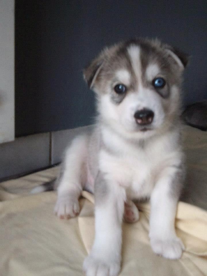 Siberian husky Aslan billede 10