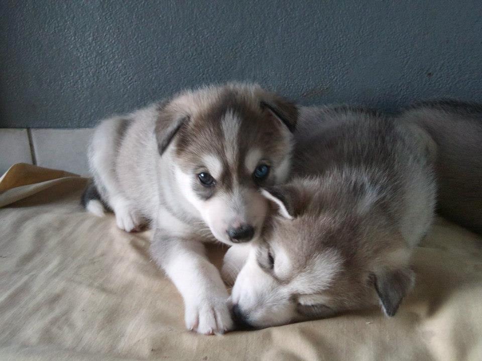 Siberian husky Aslan billede 11