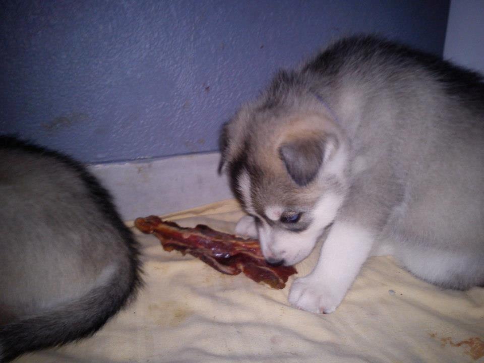 Siberian husky Aslan - Den første smagsprøve på hjort :) billede 13