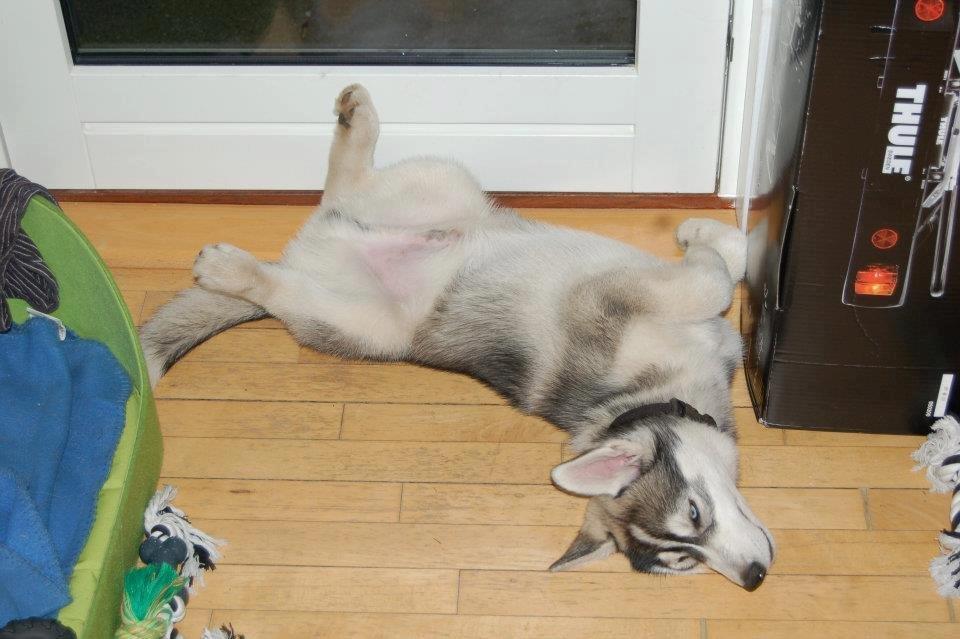 Siberian husky Aslan billede 7