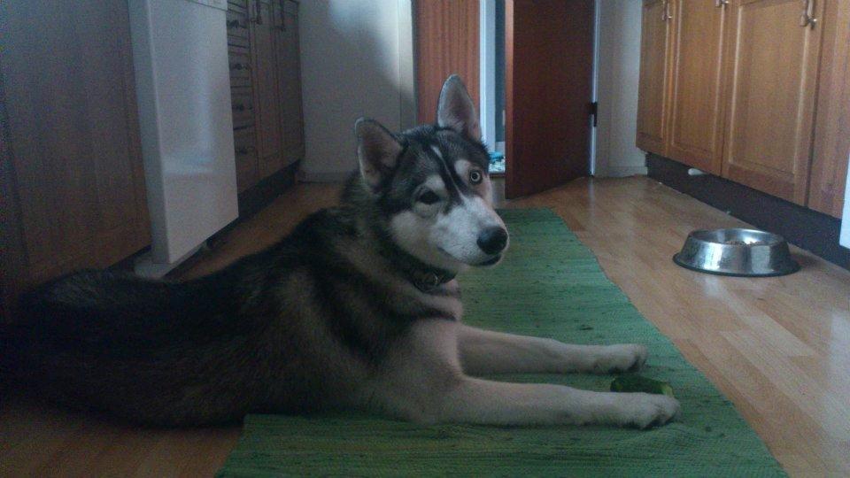 Siberian husky Aslan billede 4