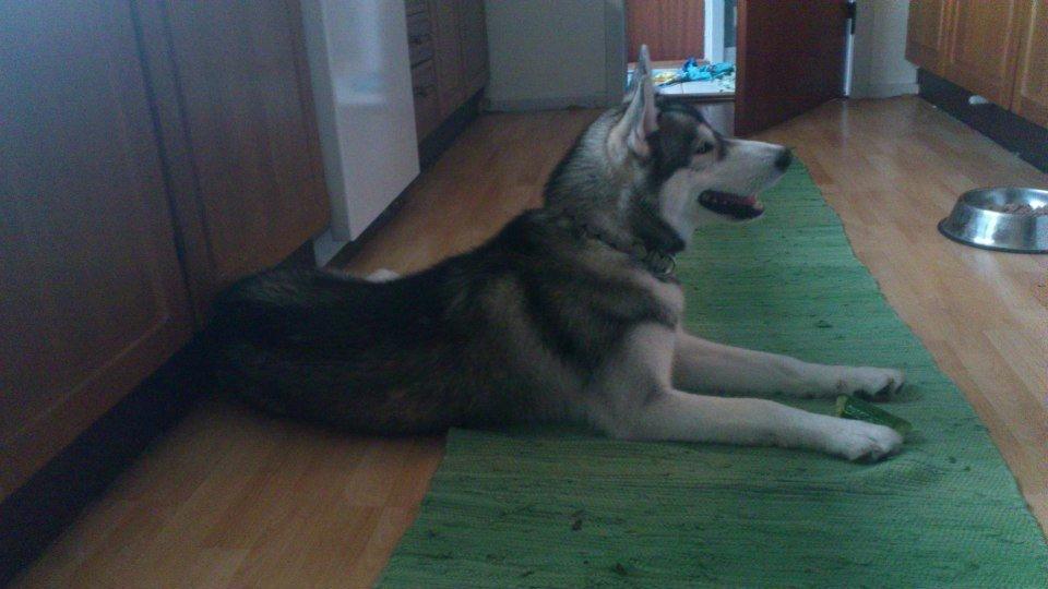 Siberian husky Aslan - Nu med agurk :P billede 5