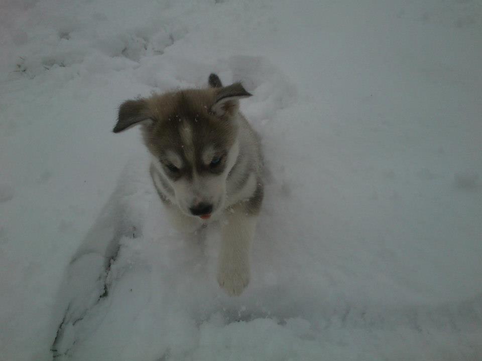 Siberian husky Aslan - Den første sne.. Wuuuhuuu billede 8