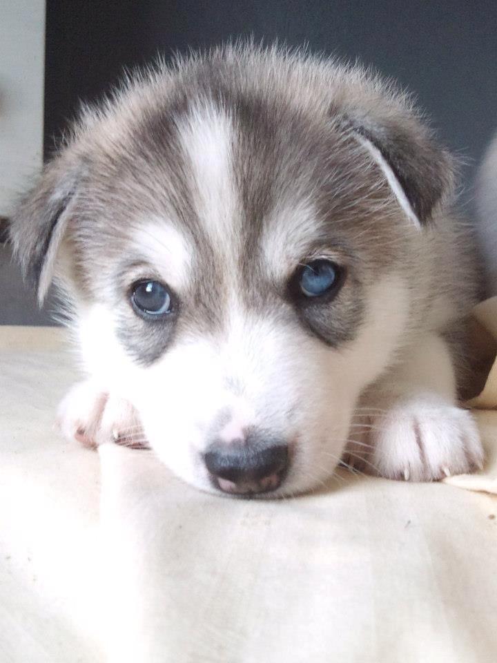 Siberian husky Aslan billede 9
