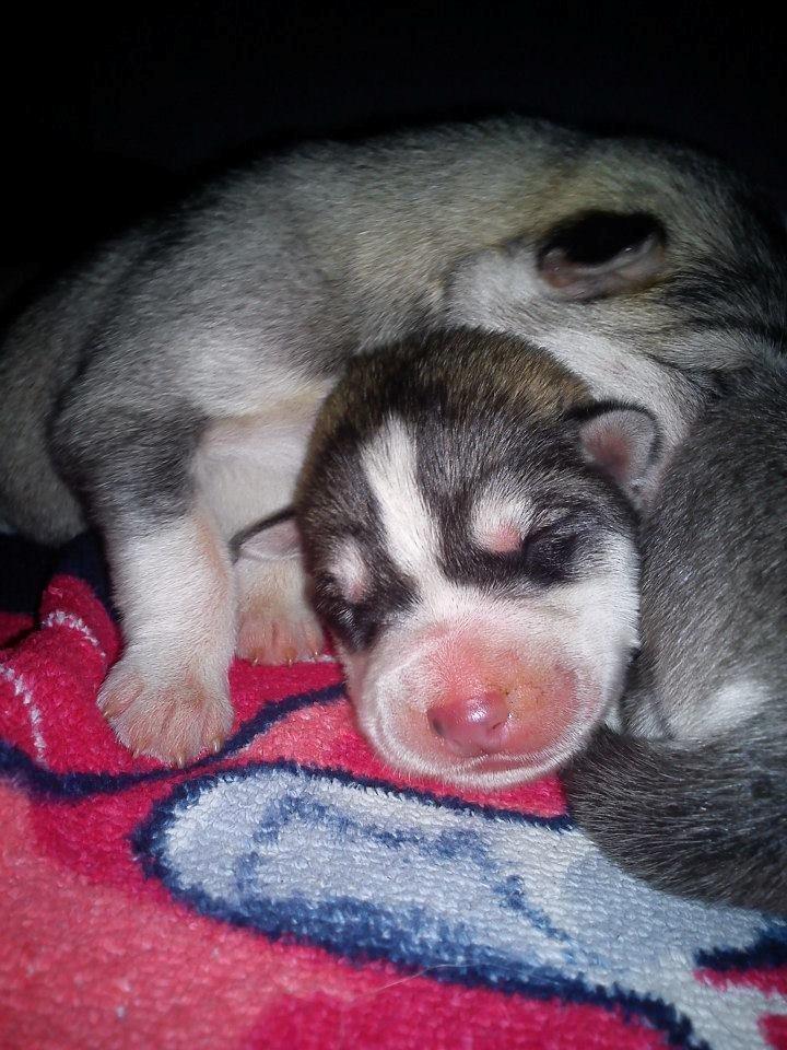 Siberian husky Aslan billede 15