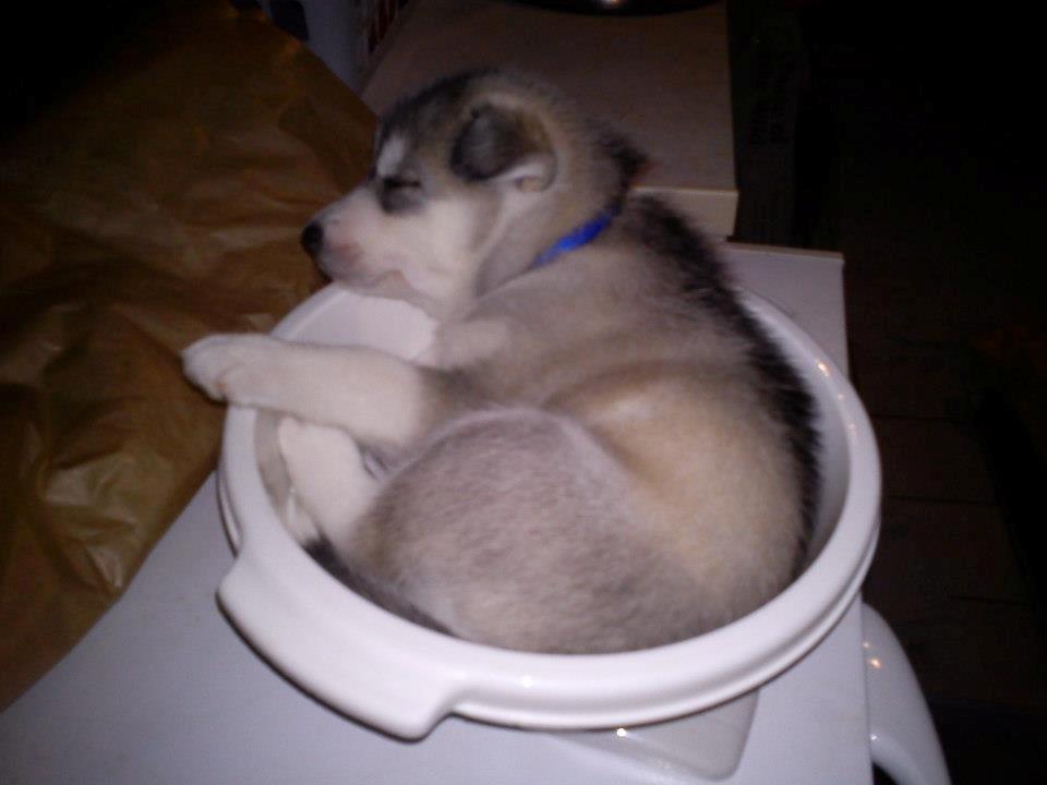 Siberian husky Aslan - Man bliver søvnig af at blive vejet billede 12