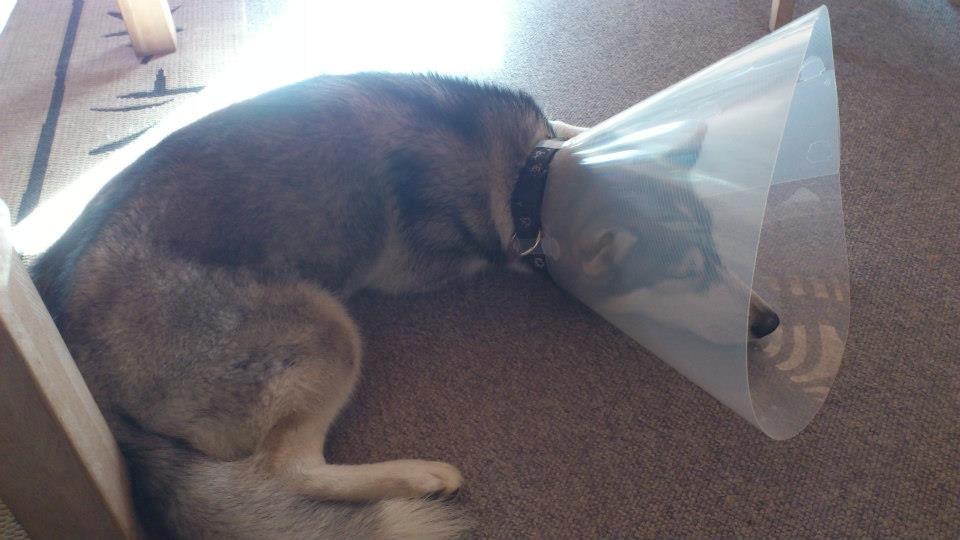 Siberian husky Aslan - Hjemvendt fra kasteration :/ søvnig og ikke tilfreds med at være en husky-lampe :D billede 2