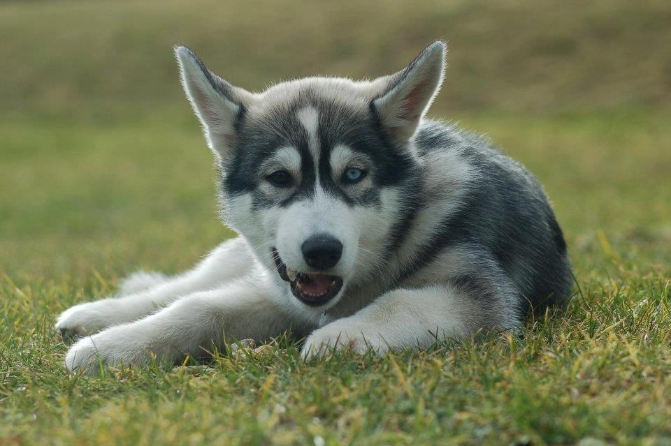 Siberian husky Aslan billede 6