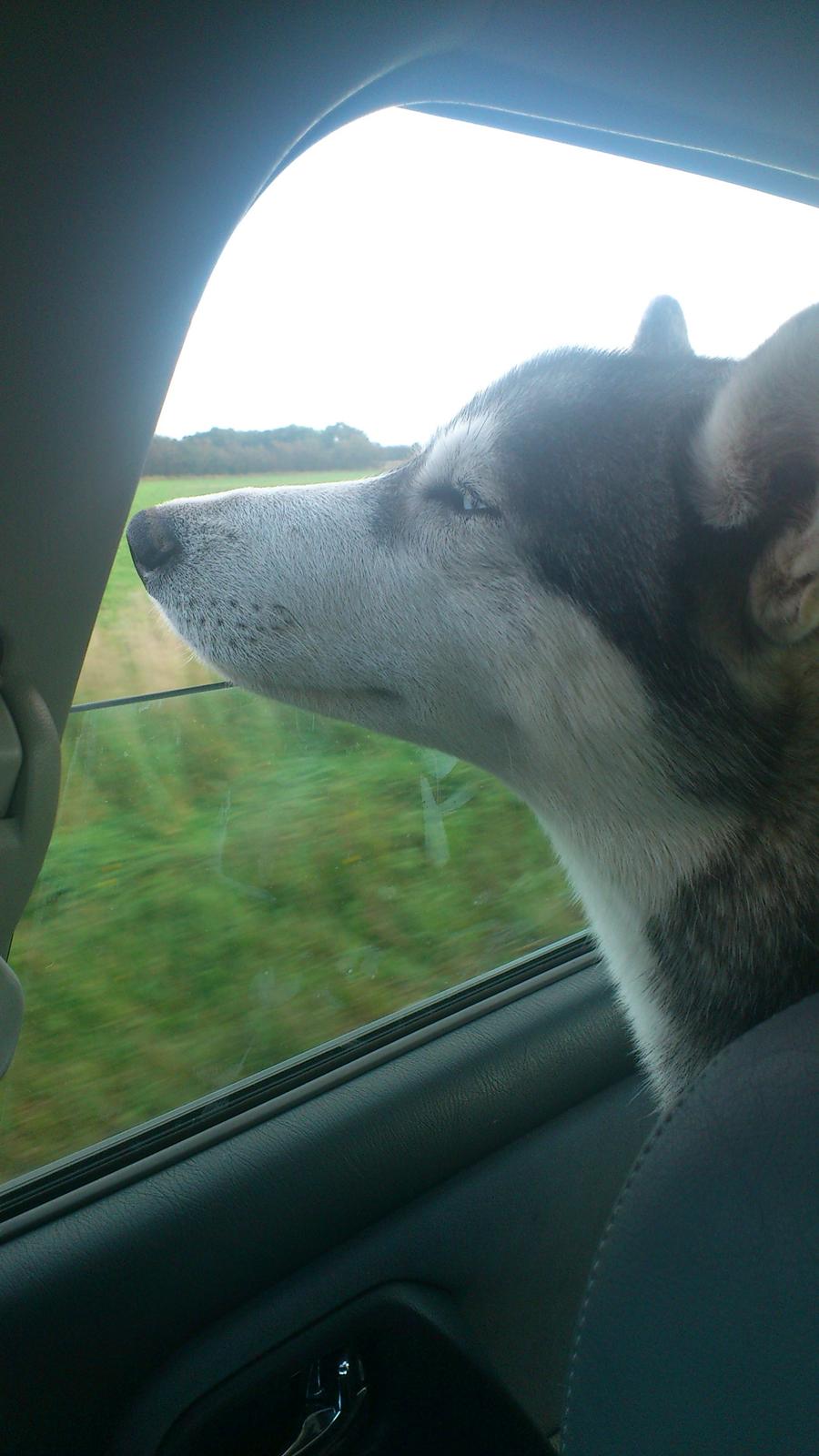 Siberian husky Aslan - Lækkert med luft i næsen billede 1