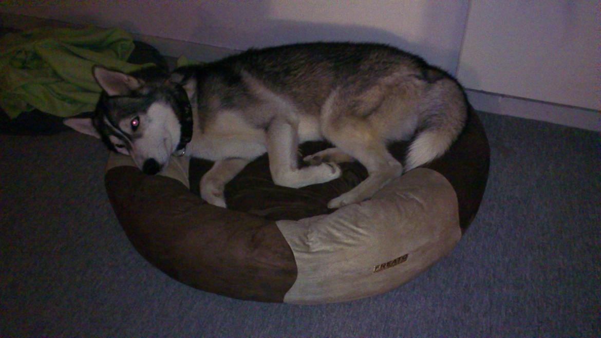 Siberian husky Aslan - Mmmm ny seng :) billede 3