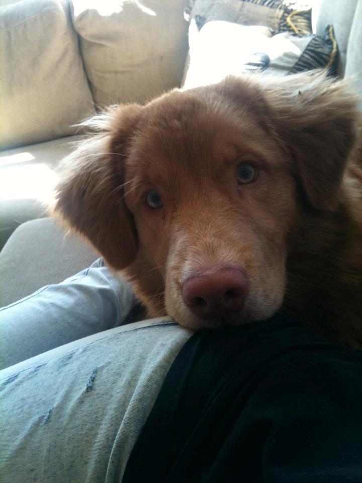 Nova scotia duck tolling retriever Aslan (Bali) billede 1