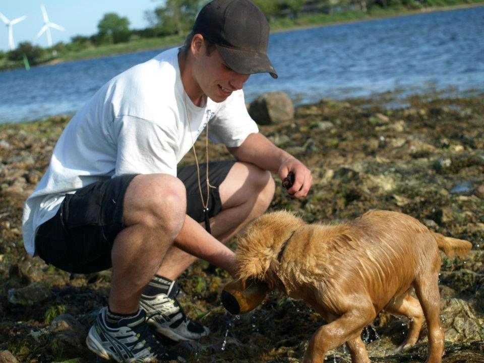 Nova scotia duck tolling retriever Aslan (Bali) billede 2