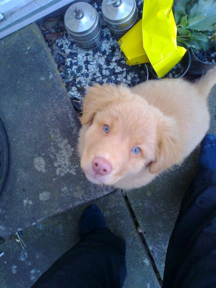 Nova scotia duck tolling retriever Aslan (Bali) billede 3