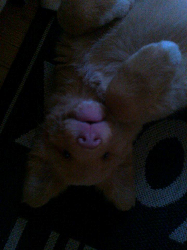 Nova scotia duck tolling retriever Aslan (Bali) billede 4