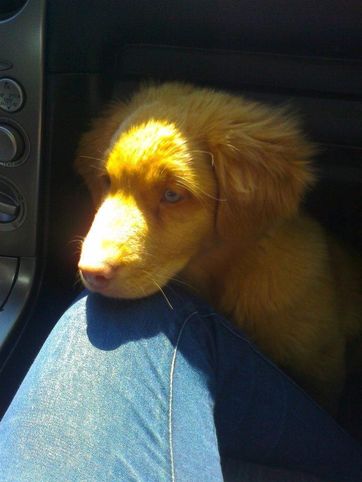 Nova scotia duck tolling retriever Aslan (Bali) billede 5