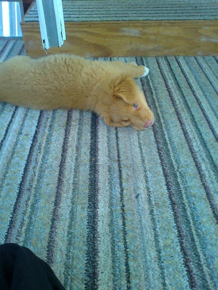 Nova scotia duck tolling retriever Aslan (Bali) billede 6